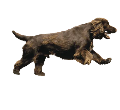 Field Spaniel