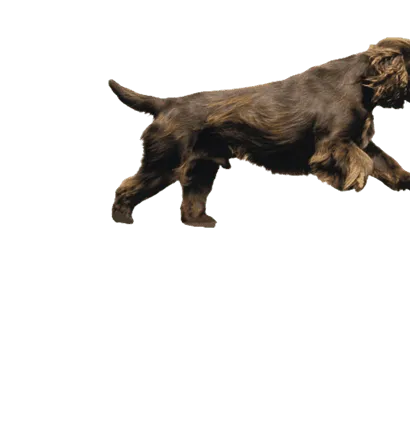 Field Spaniel