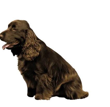 Field Spaniel