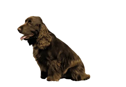 Field Spaniel