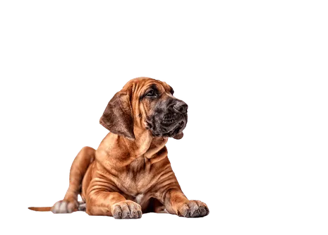 Fila Brasileiro (3)