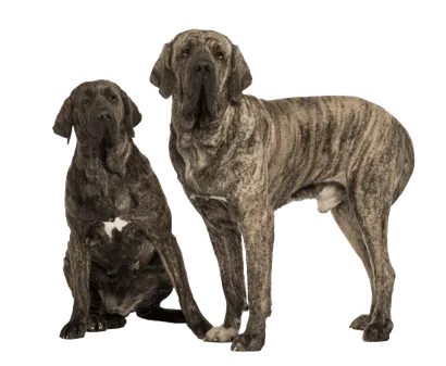Fila Brasileiro (4)