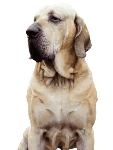 Fila Brasileiro