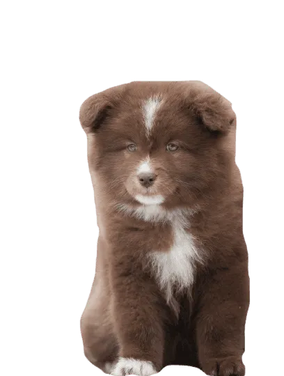 Finnischer_Lapphund