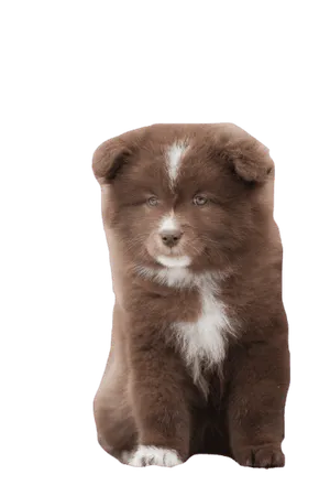Finnischer_Lapphund