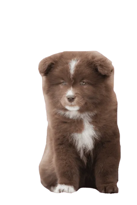 Finnischer_Lapphund