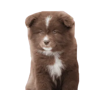 Finnischer_Lapphund
