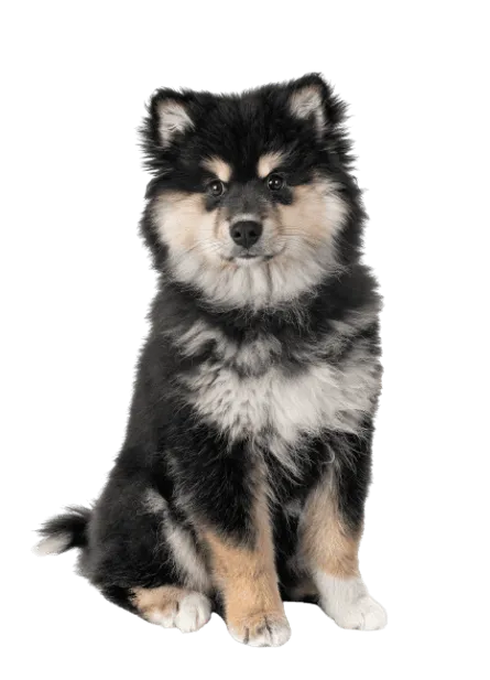 Finnischer Lapphund (4)