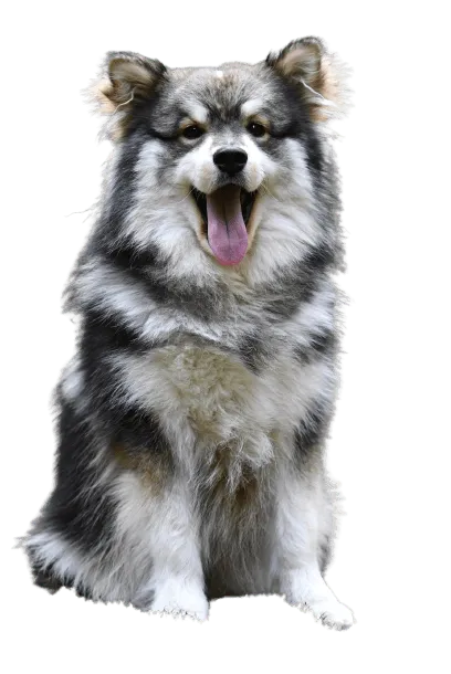 Finnischer Lapphund (3)