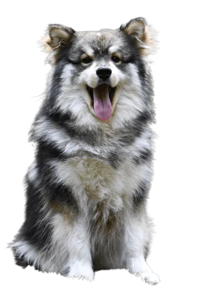 Finnischer Lapphund (3)