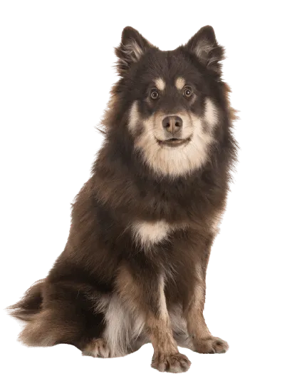 Finnischer Lapphund (6)