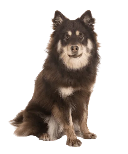 Finnischer Lapphund (6)