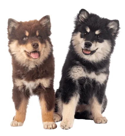 Finnischer Lapphund (5)