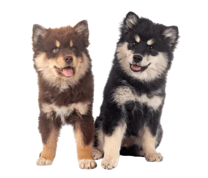 Finnischer Lapphund (5)