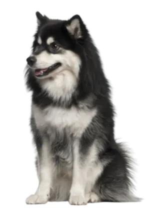 Finnischer Lapphund