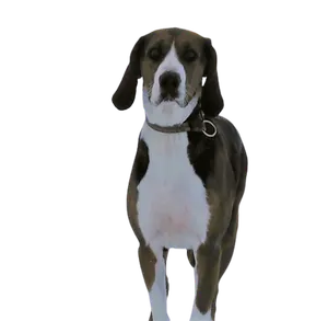Finnischer Laufhund