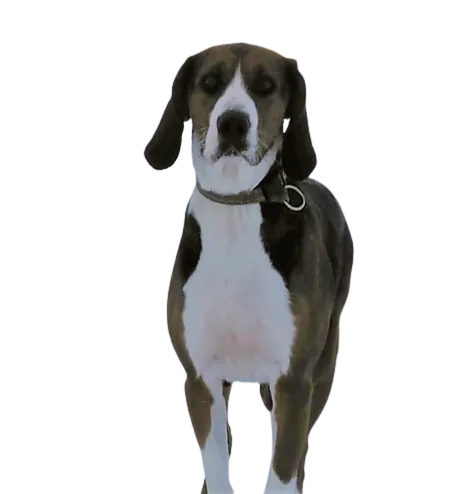 Finnischer Laufhund