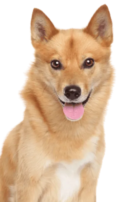 Finnischer Spitz