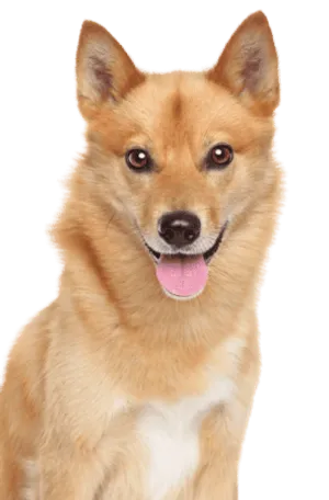 Finnischer Spitz