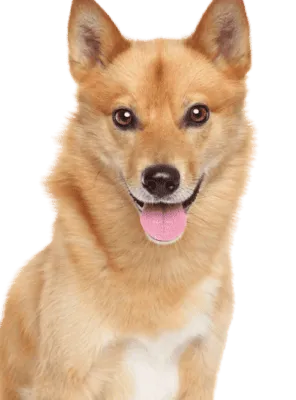 Finnischer Spitz