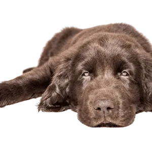 Flat-Coated Retriever (1)