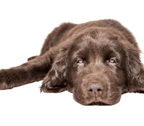 Flat-Coated Retriever (1)