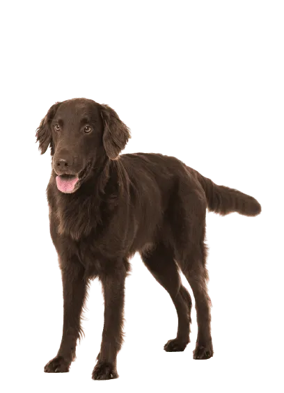 Flat-Coated Retriever (4)
