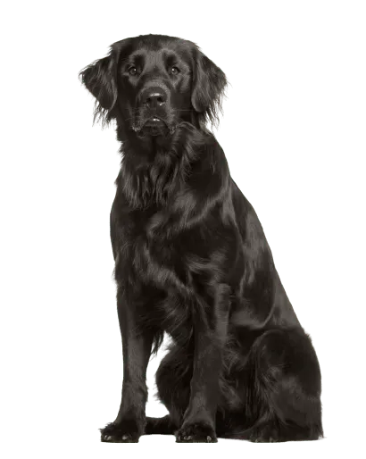 Flat-Coated Retriever (2)