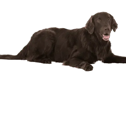 Flat Coated Retriever