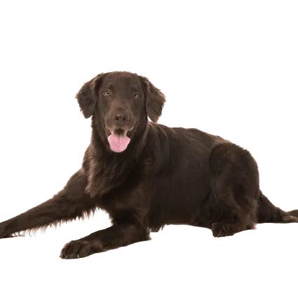 Flat-Coated Retriever (3)