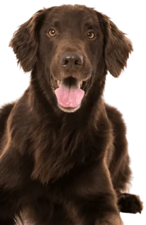 Flat-Coated Retriever