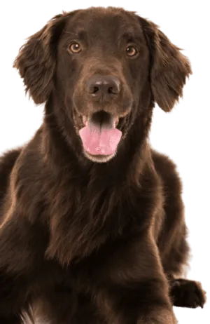 Flat Coated Retriever beim Apportieren