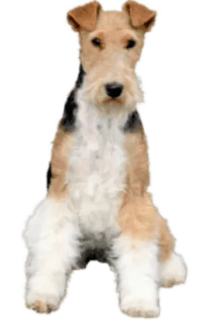 Foxterrier (Drahthaar)