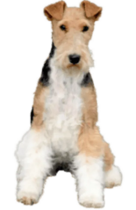 Foxterrier (Drahthaar)