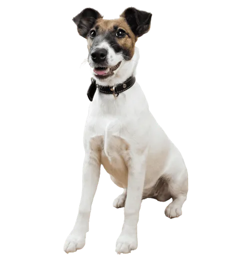Foxterrier (Glatthaar) Bild 2