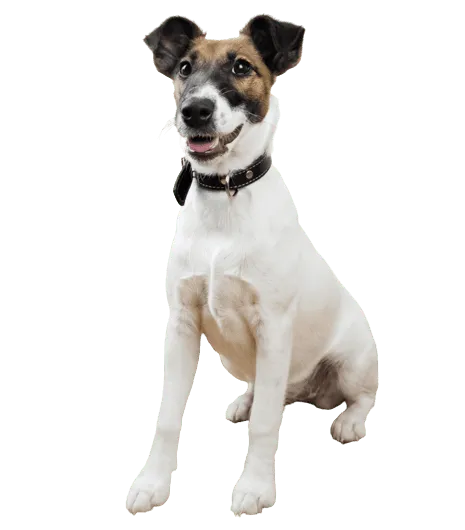 Foxterrier (Glatthaar) Bild 2