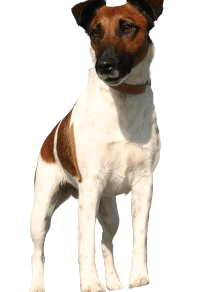Foxterrier (Glatthaar) adult