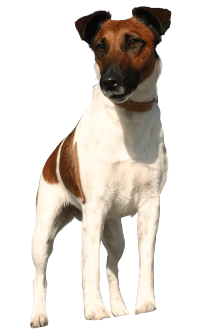 Foxterrier (Glatthaar) adult