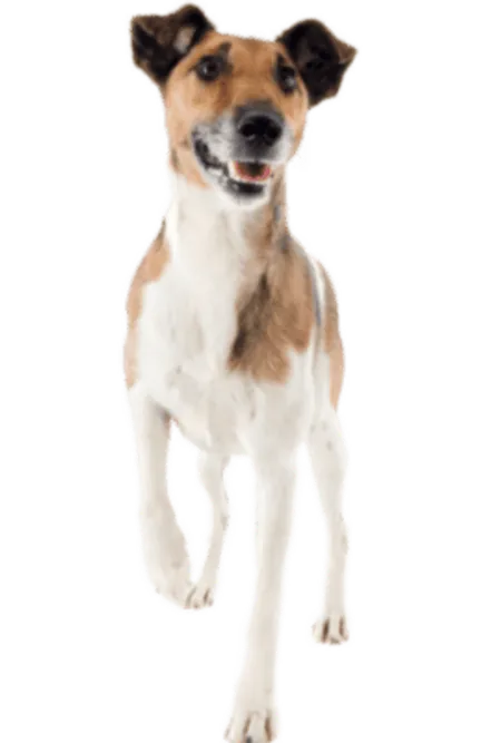 Foxterrier (Glatthaar)