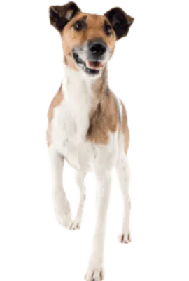 Foxterrier (Glatthaar)