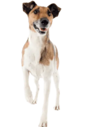 Foxterrier (Glatthaar)
