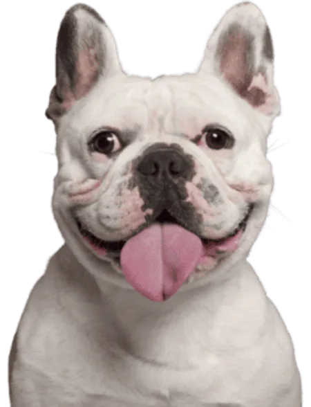 Französische Bulldogge 4
