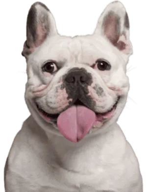 Französische Bulldogge 4