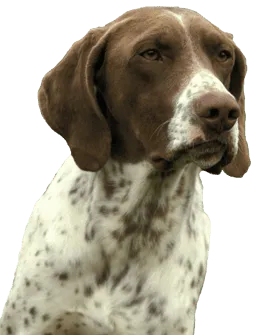 Französischer Vorstehhund