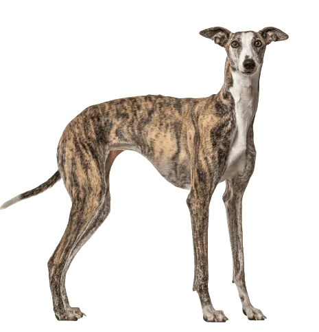 Galgo Español (3)