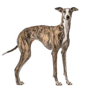 Galgo Español (3)