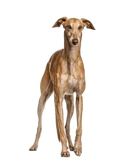 Galgo Español (4)
