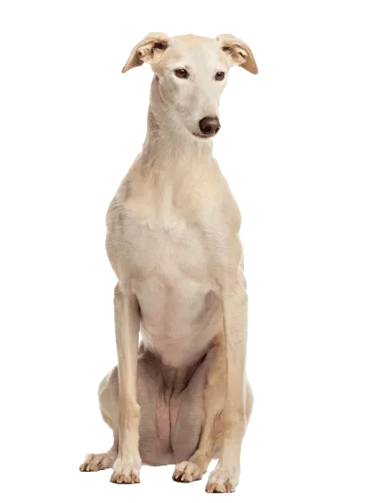 Galgo Español (6)