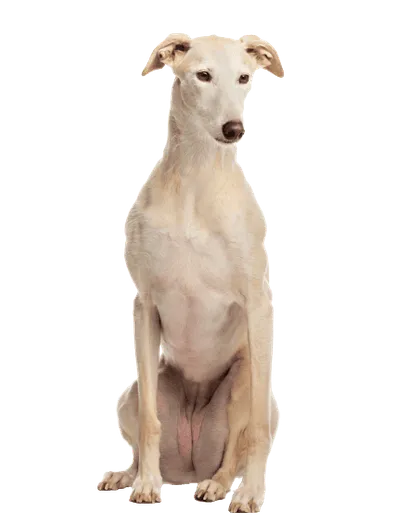 Galgo Español (6)