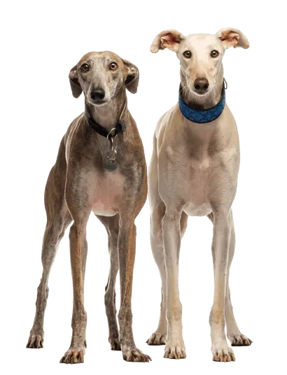 Galgo Español (2)